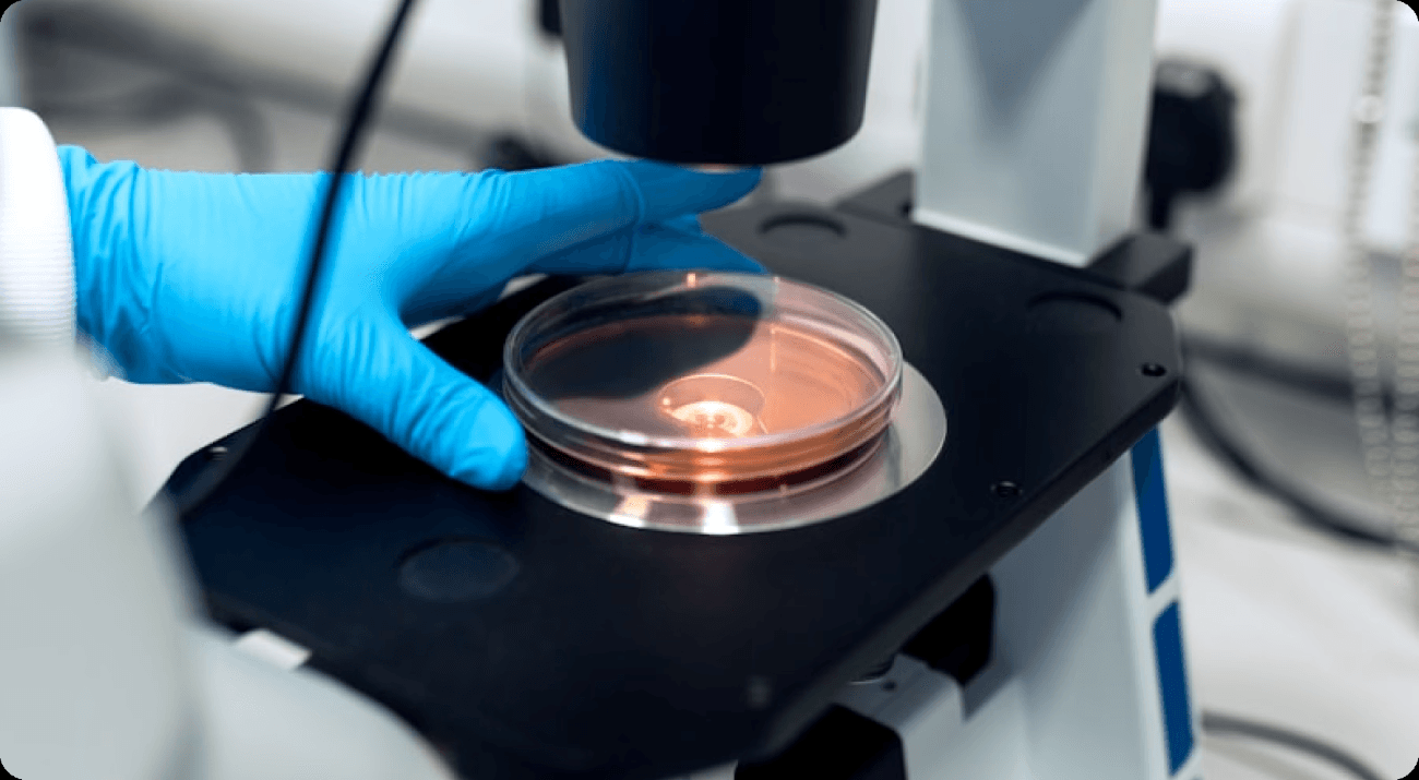 Gloved hand placing a petri dish under a microscope